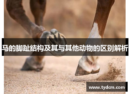 马的脚趾结构及其与其他动物的区别解析
